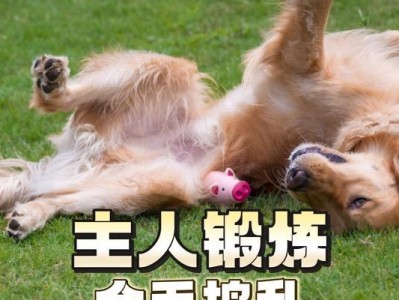 训练三个月金毛的好处（建立良好行为习惯，培养健康成长）