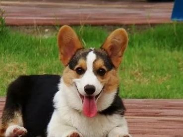 如何正确饲养柯基犬——打造快乐健康的宠物生活（从营养、锻炼到护理，全面掌握柯基犬饲养技巧）