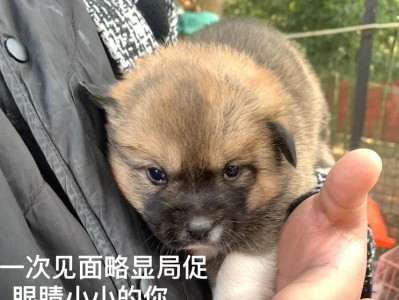 如何正确喂养新买回来的土狗（合理饮食保证健康成长）