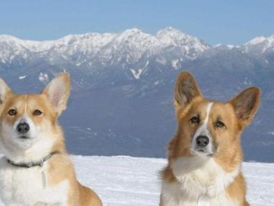 如何选择适合自己的可爱柯基犬？（从狗狗种类、性格特点、健康状况等方面为你详细解析）
