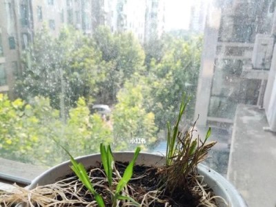 猫狗草的功效与作用（探索猫狗草的神奇之处，帮助你的宠物保持健康）