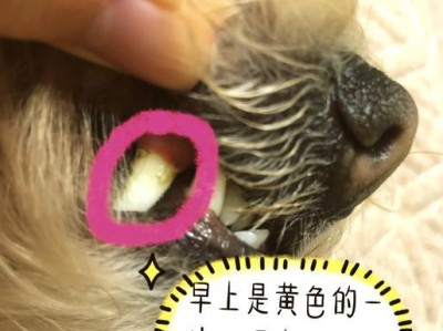 预防和治疗狗狗牙结石的饮食注意事项（保护狗狗口腔健康，远离牙结石）