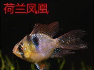 玻利维亚凤凰饲养完全指南（了解如何照顾这种宠物的健康和快乐）