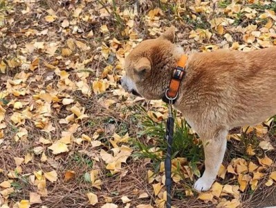狗狗吃的草是什么？（了解狗狗食草行为的原因及影响）