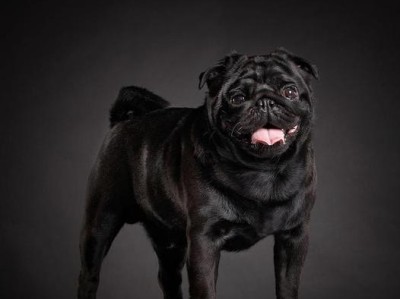 恶霸犬的品相与土豪象征（以恶霸犬长得越恶霸品相越好，土豪标配的时尚潮流）