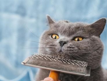 为什么要给猫咪定期护理毛发（毛发护理对猫咪健康的重要性）