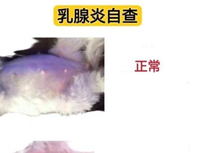 探究狗狗常见症状及其表现（了解你的宠物——狗狗的常见症状有哪些？）