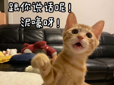 猫的眼神（揭秘猫咪眼神背后的秘密，不可不知的猫的行为学）