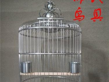 八哥与鹩哥（探寻养殖八哥和鹩哥的不同之处）
