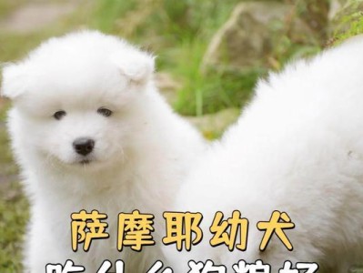 萨摩耶宠物的饮食指南（为你的萨摩耶提供健康的饮食选择）