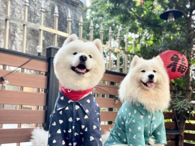 大白熊犬多少钱一只？了解大白熊犬的价格和品种特点（大白全是萨摩耶吗？探索大白熊犬的多样性与魅力）