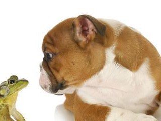 探究幡子犬瘦弱的原因（幡子犬体重下降的研究及其应对策略）