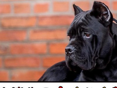 狗狗消化不良应该如何处理？（药物治疗与饮食调节方法）