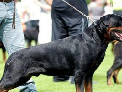 养罗威纳犬为何断尾？（了解罗威纳犬的断尾历史与现实）
