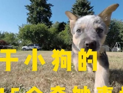 狗狗的未知世界（发现16个你不知道的狗狗知识）