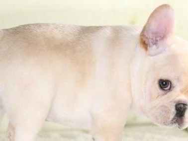 教你的法国斗牛犬优雅进食的技巧（培养宠物吃饭的仪态，营造美好生活）