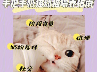 关于满月猫的喂食指南（选择适合小猫的奶粉和注意事项）