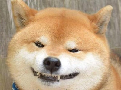 柴犬价格究竟多少？（探究柴犬价格的真相）
