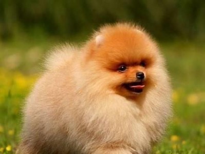 如何养好博美狗狗（注意事项让它健康成长）