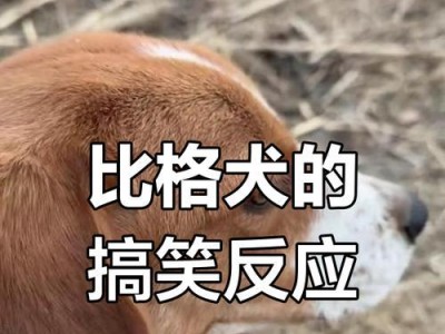 狗被惊吓（揭秘狗狗惊吓后的表现与解决办法）