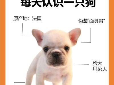 如何让自家法斗犬健康增重（通过四个关键步骤，让你的法斗犬恢复健康体重）