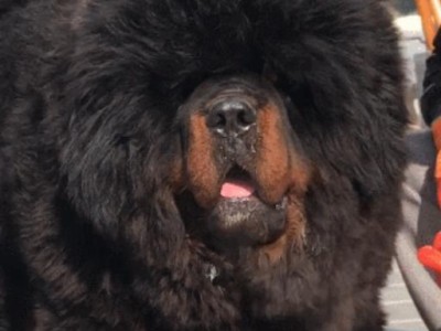 藏獒常见疾病及预防保健（探究藏獒的健康问题，让你的宠物更健康）