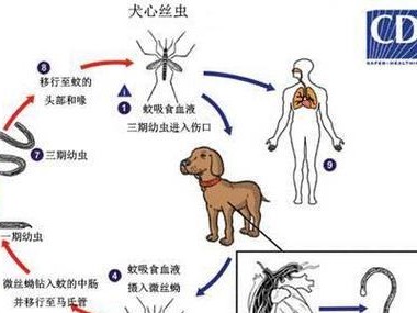 猫为什么不怕虫子？（探究猫咪对虫子的特殊感知能力）