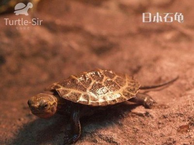 如何饲养日本石龟（掌握正确的喂养方法，打造健康快乐的宠物生活）