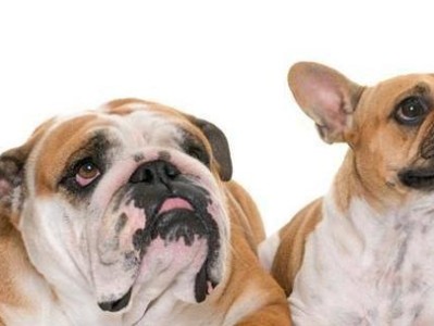 法国斗牛犬感冒的症状与治疗（宠物主人必读，了解你的法国斗牛犬是否感冒）