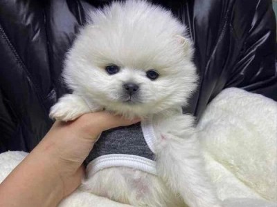 博美犬价格及注意事项（了解博美犬的价格和护理要点，打造一个健康快乐的家庭宠物）