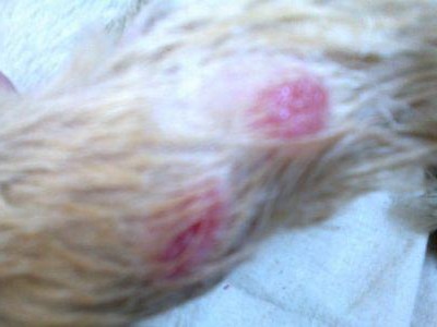 金毛犬身上的疙瘩是什么原因？（揭秘金毛犬疙瘩成因及应对方法）