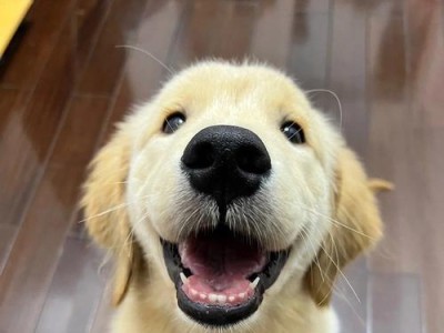 如何正确为金毛幼犬补充营养（金毛小时候该吃什么？）