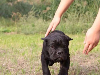 爱宠一族必看-以卡斯罗犬的饲养方法剖析（从饲养环境到食物搭配，如何让卡斯罗犬健康成长？）