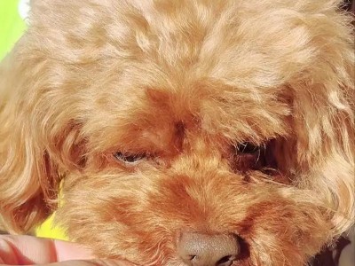 一岁半泰迪犬的饮食攻略(为您解答泰迪犬一岁半时应该吃什么的问题)
