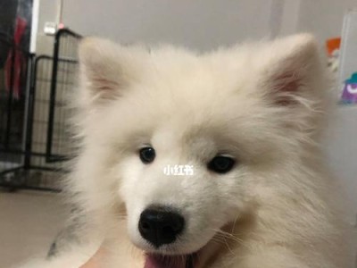 如何帮助萨摩耶增肥？（萨摩耶瘦的原因和增肥方法）