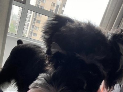 如何打理雪纳瑞的毛发？（让你的雪纳瑞毛发亮泽如新）