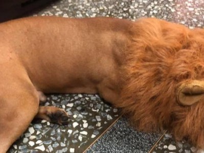 如何进行比特犬的日常检查？（了解比特犬的健康状况，保障宠物的幸福生活）