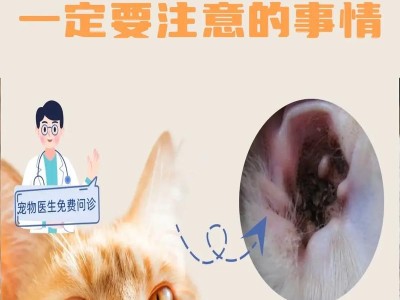 猫咪除耳螨全攻略（从多大开始猫咪可以滴耳螨，掌握这些技巧让你的猫咪告别耳螨困扰）