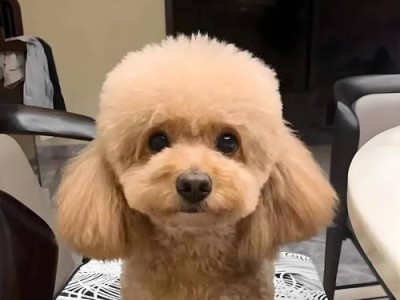 泰迪幼犬期的喂食与照顾（培养健康泰迪宝宝的关键是正确的饮食和细致的照料）