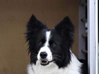 边境牧羊犬的饲养方法（打造忠诚可靠的宠物伴侣）