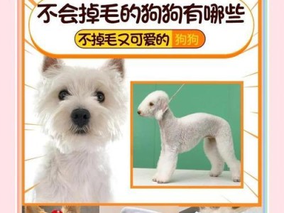 狗狗春季换毛的时间和方式解析（了解狗狗换毛周期，让它们度过舒适的春天）