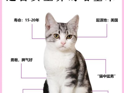 如何科学饲养白老鼠（宠物养殖实践指南）