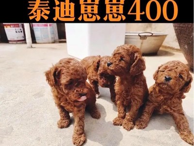 贵宾犬与泰迪的区别及贵宾犬最贵颜色（探究贵宾犬和泰迪之间的差异以及贵宾犬中最昂贵的颜色）