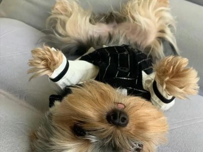 探寻约克夏的魅力——价格与喜爱度（了解约克夏犬的价格以及对幼犬的喜爱程度）