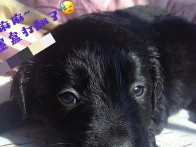 3个月金毛的喂养方法（打造健康成长的金毛犬）