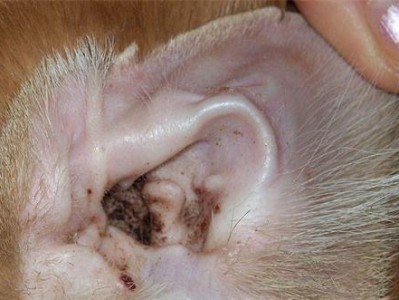 狗狗唾液腺粘液囊肿摘除手术全面解析（以宠物为主，关注狗狗健康，让你更了解手术全过程）