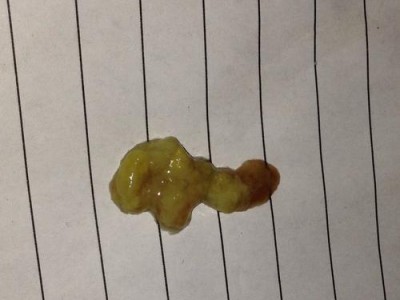 狗狗一天没拉屎怎么办？（处理方法及预防措施）