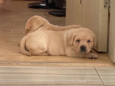 拉布拉多幼犬抽搐的原因（揭开拉布拉多幼犬抽搐背后的秘密）