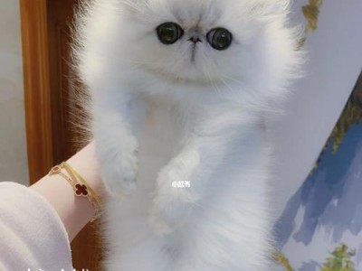 金吉拉猫与波斯猫的区别（细看外貌和性格，揭秘两大猫咪的差异）