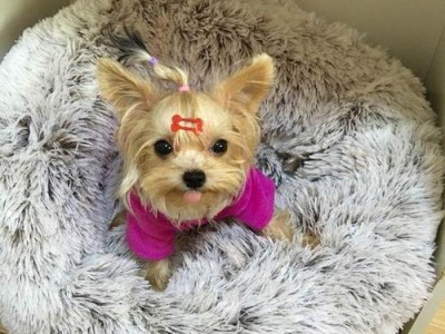 如何正确喂养刚回家的约克夏幼犬？（营养均衡是关键，从食物到饮水你需要知道的所有事情！）